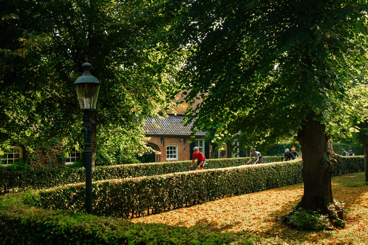 Landweg met hoge bomen en hagen in het ochtendlicht langs de route
