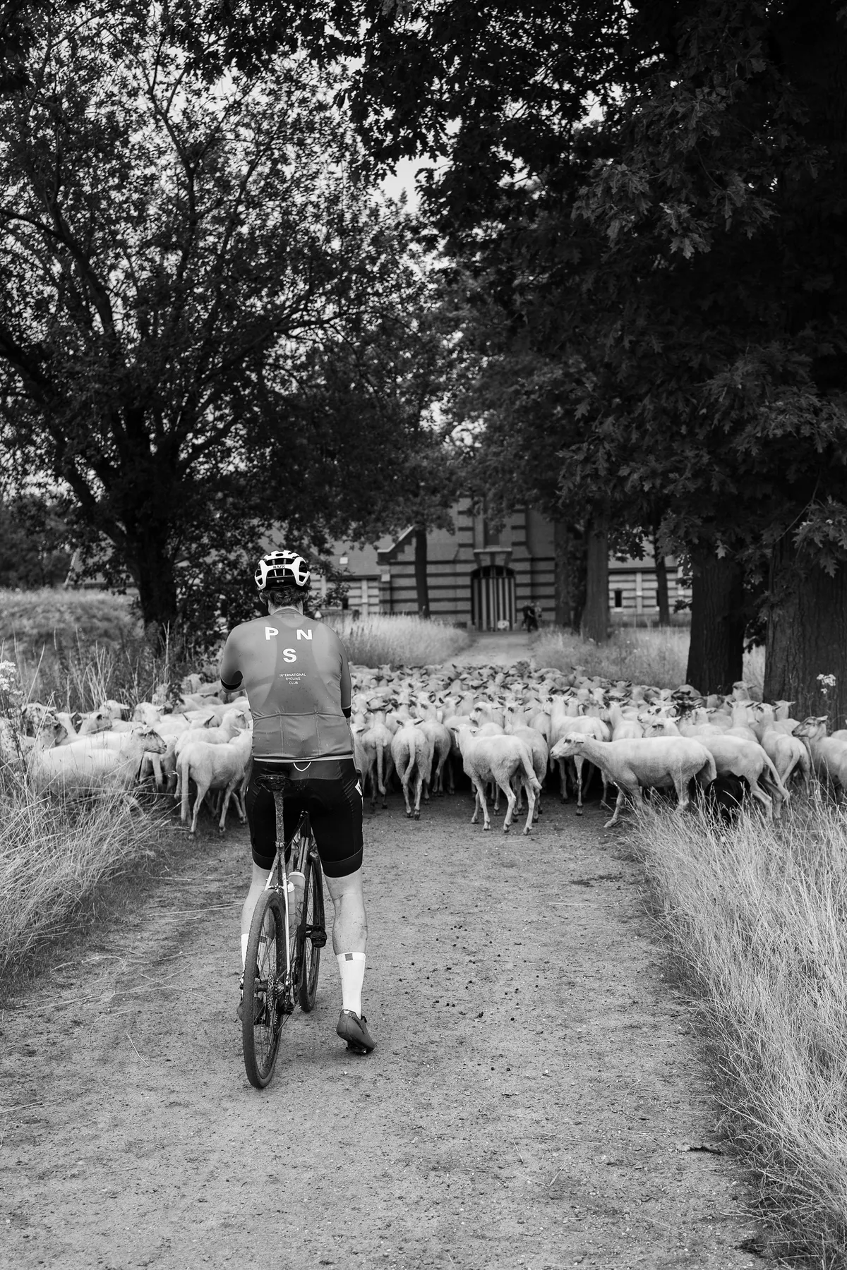 Wielrenner rijdt door een kudde schapen op een zandpad, zwart-wit